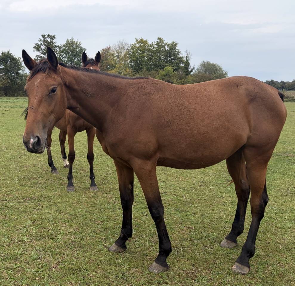 Trotteurs fran&ccedil;aise &agrave; vendre