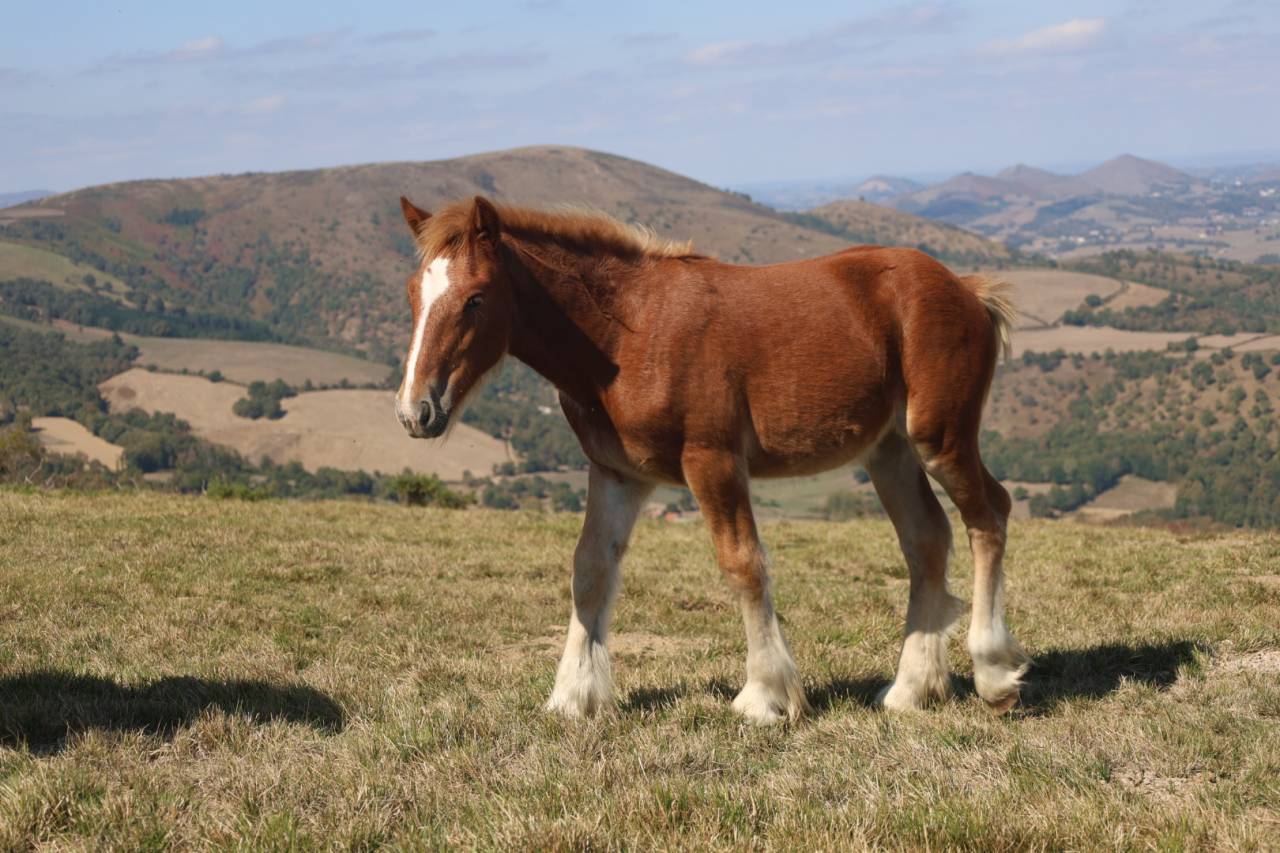 Pouliche Irish Cob x Comtois