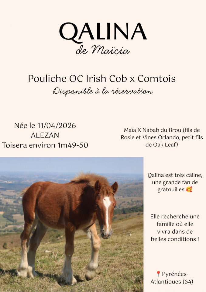 Pouliche Irish Cob x Comtois