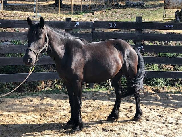 cheval hongre M&eacute;rens dress&eacute;