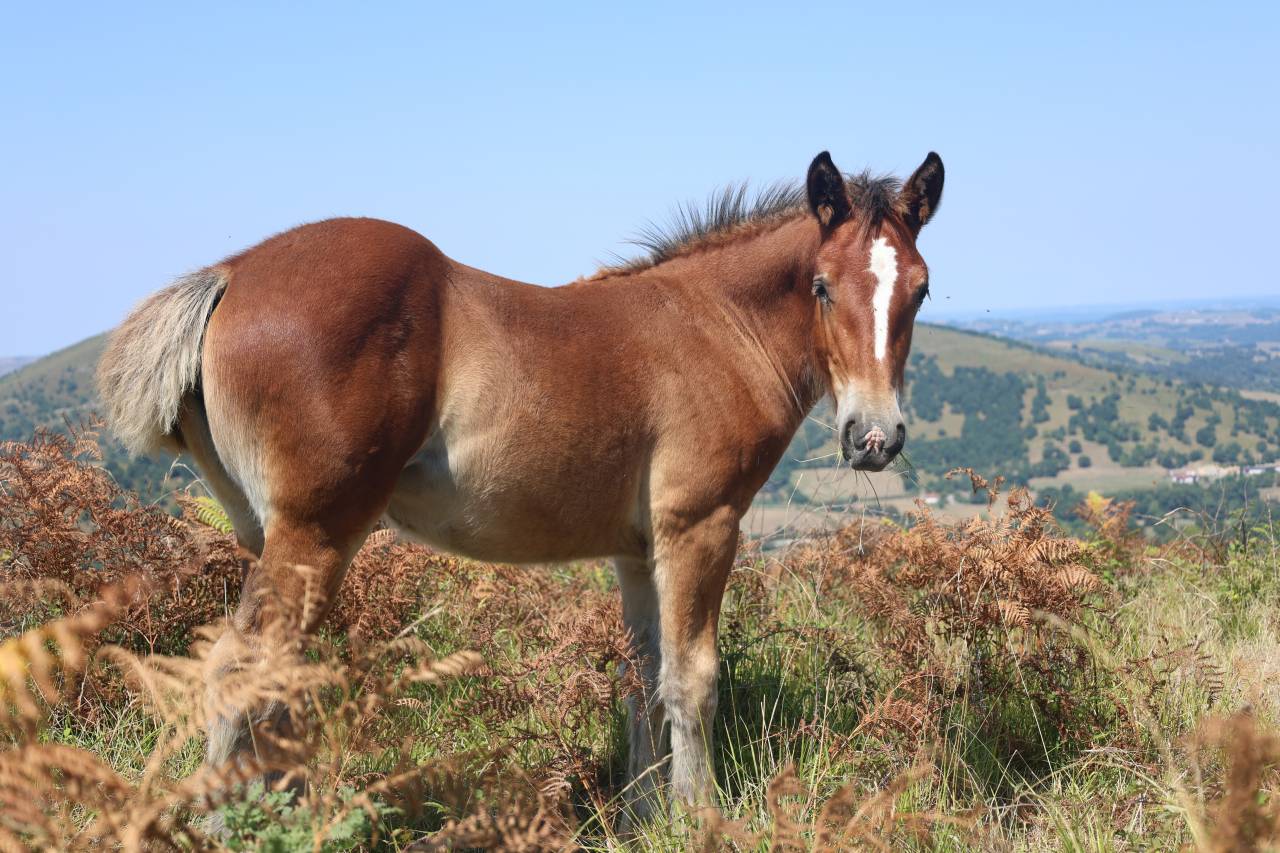 Pouliche Irish Cob x Comtois 