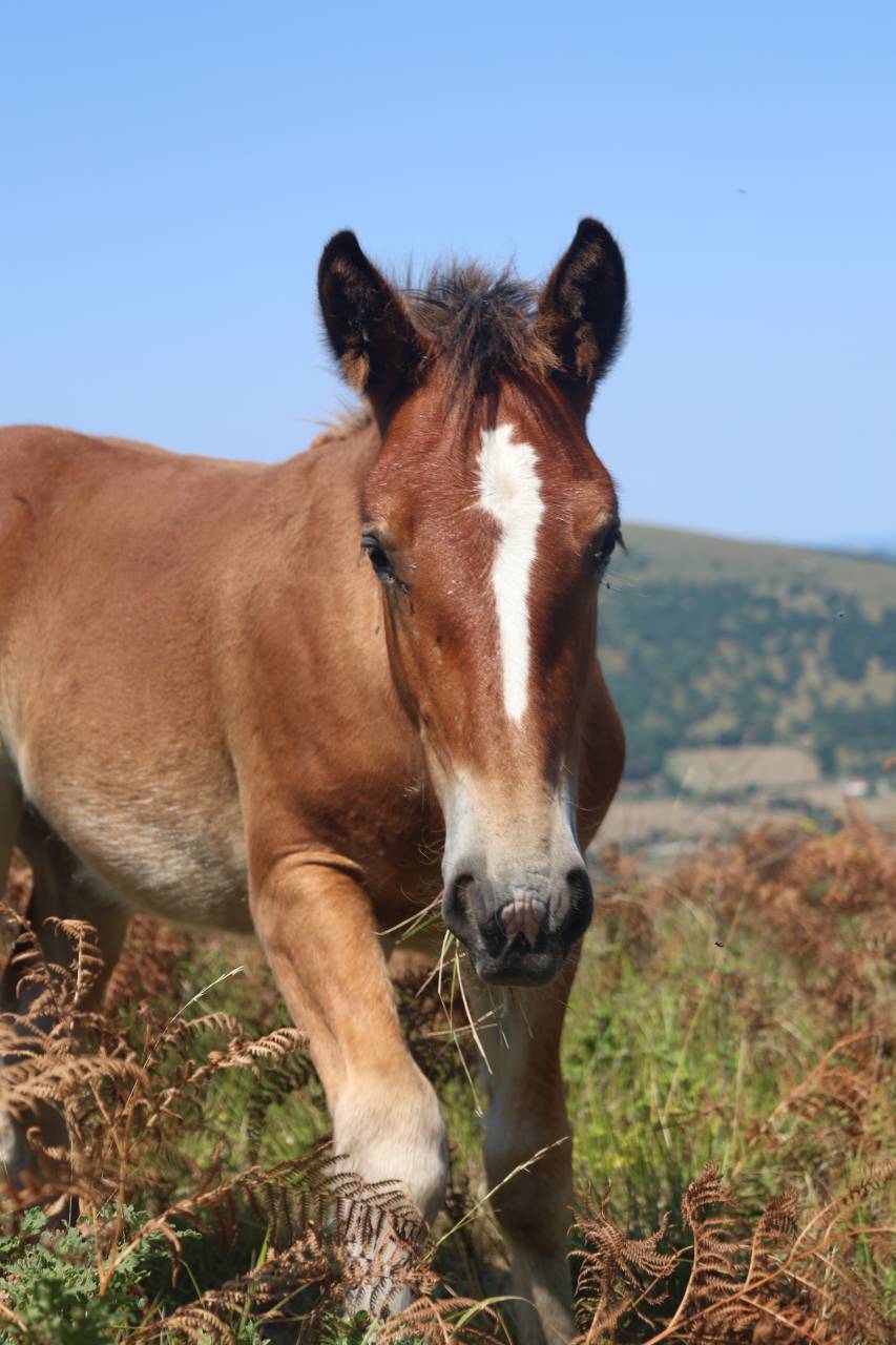 Pouliche Irish Cob x Comtois 
