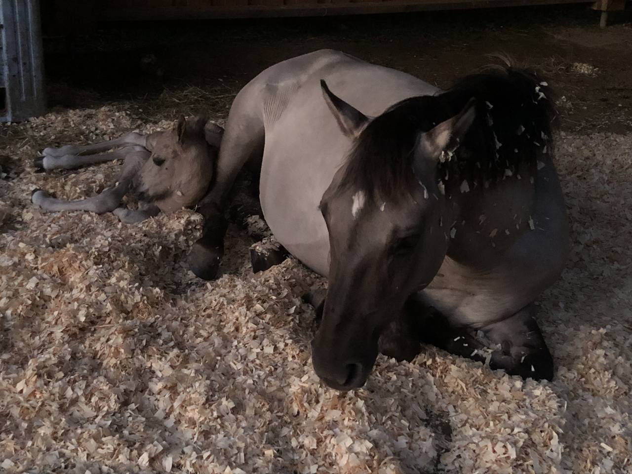 Pouliche Konik Welsh Part Bred