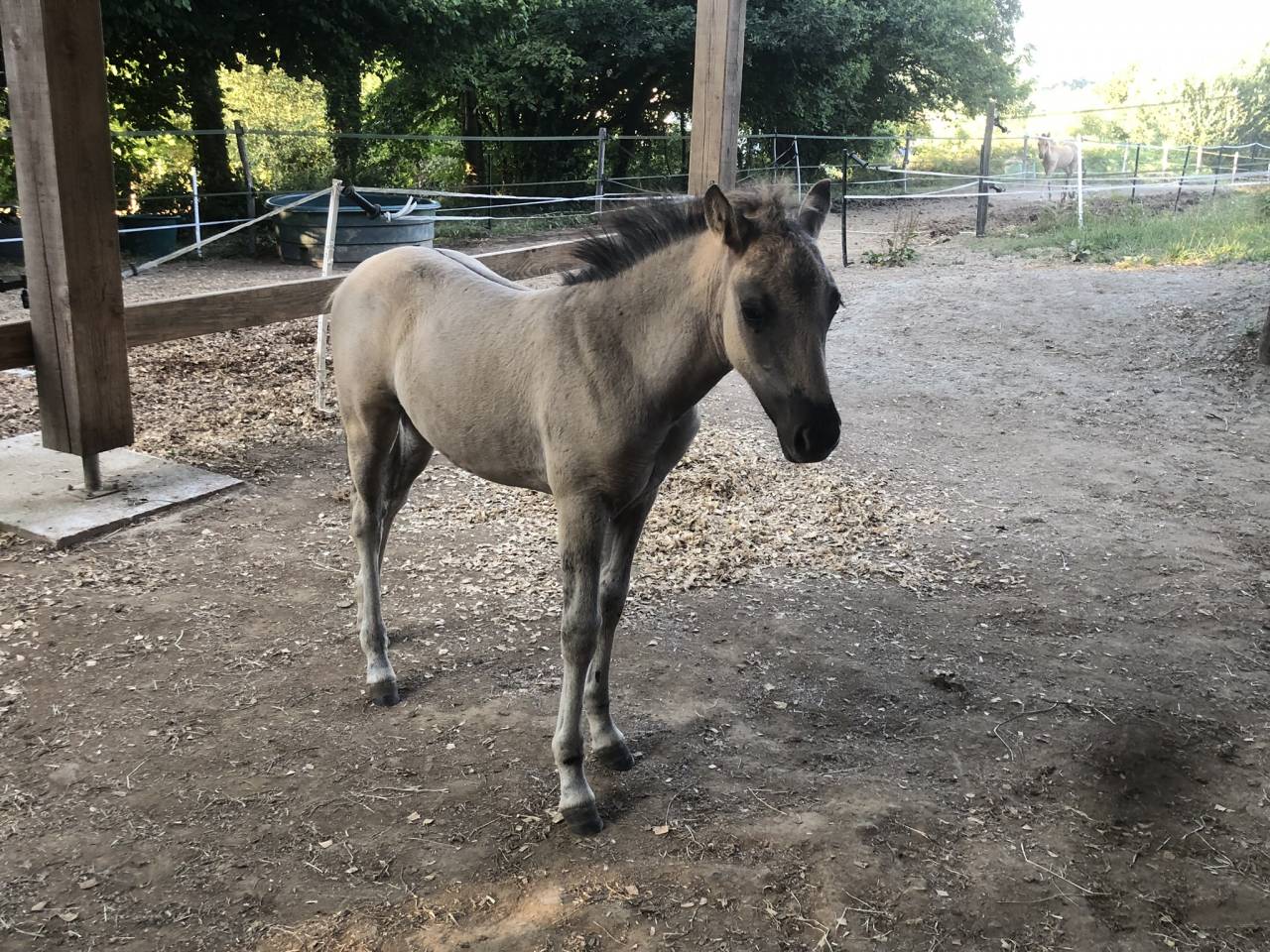 Pouliche Konik Welsh Part Bred