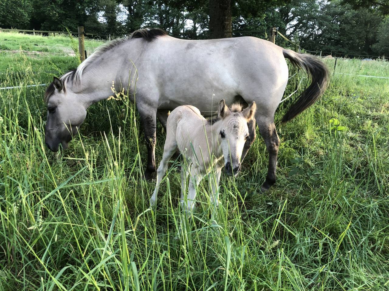 Pouliche Konik Welsh Part Bred