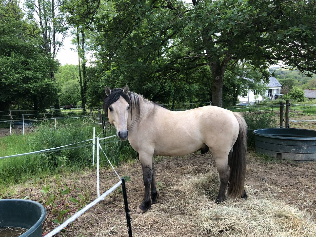 Pouliche Konik Welsh Part Bred
