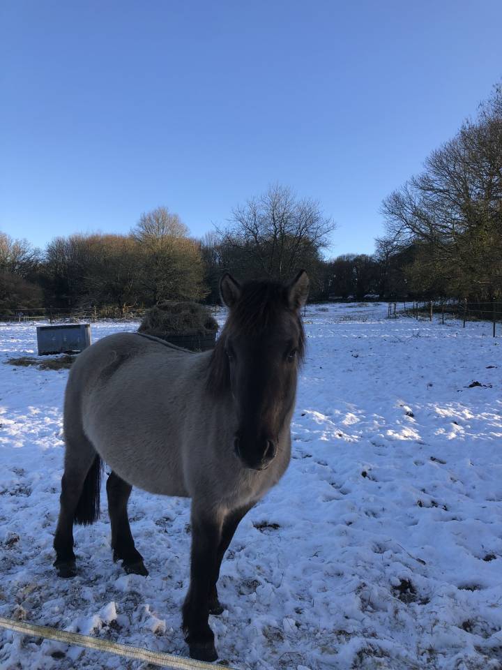 Poulain Konik Welsh Part Bred