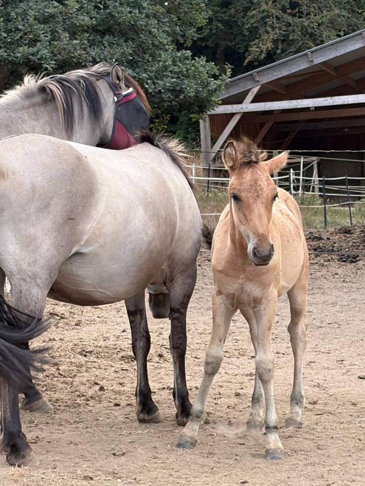 Poulain Konik Welsh Part Bred