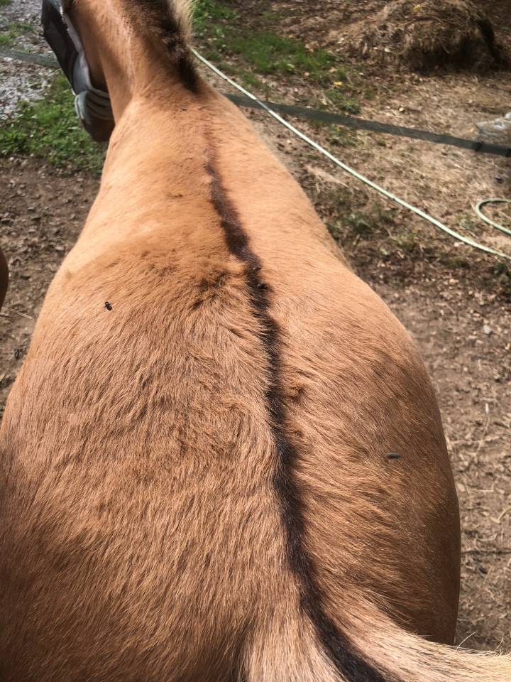 Poulain Konik Welsh Part Bred
