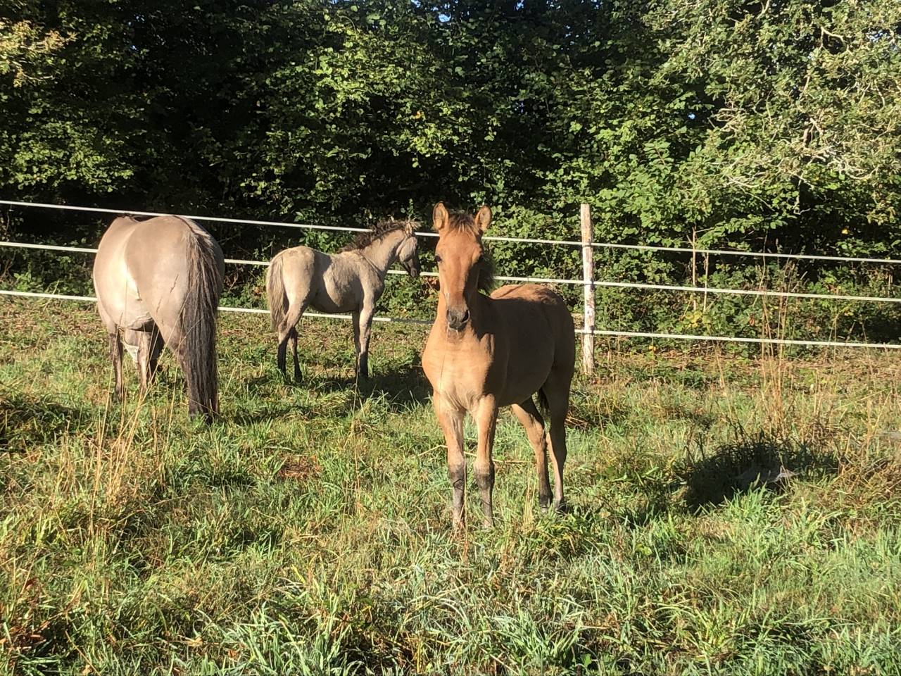 Poulain Konik Welsh Part Bred