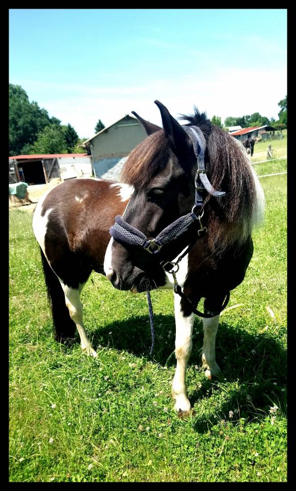 Bingo - Poney de compagnie