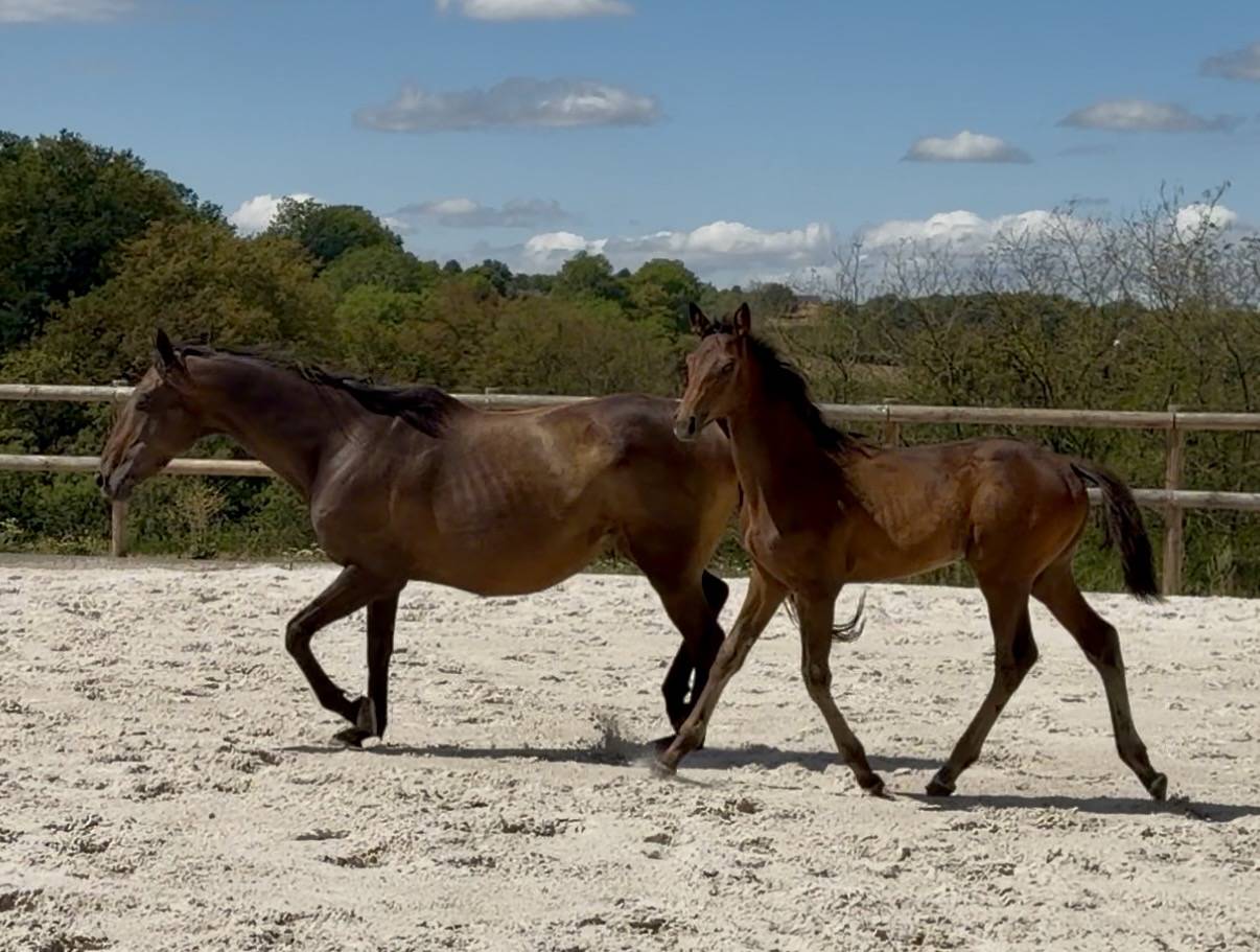 Top pouliche par Lupin Numenor 