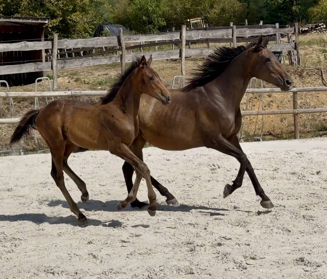 Top pouliche par Lupin Numenor 