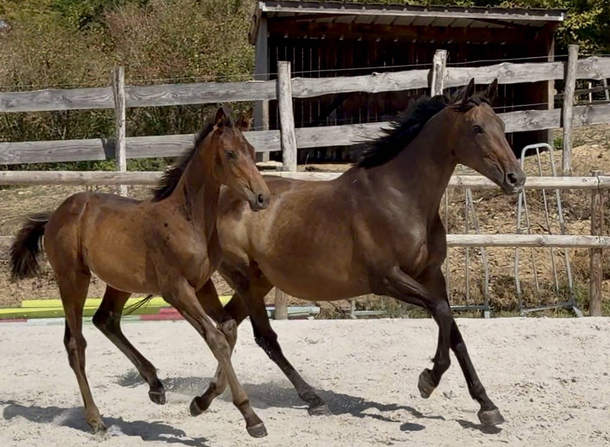 Top pouliche par Lupin Numenor 
