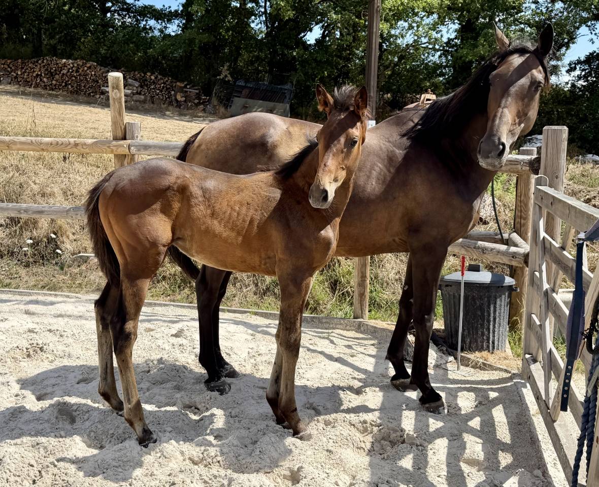 Top pouliche par Lupin Numenor 