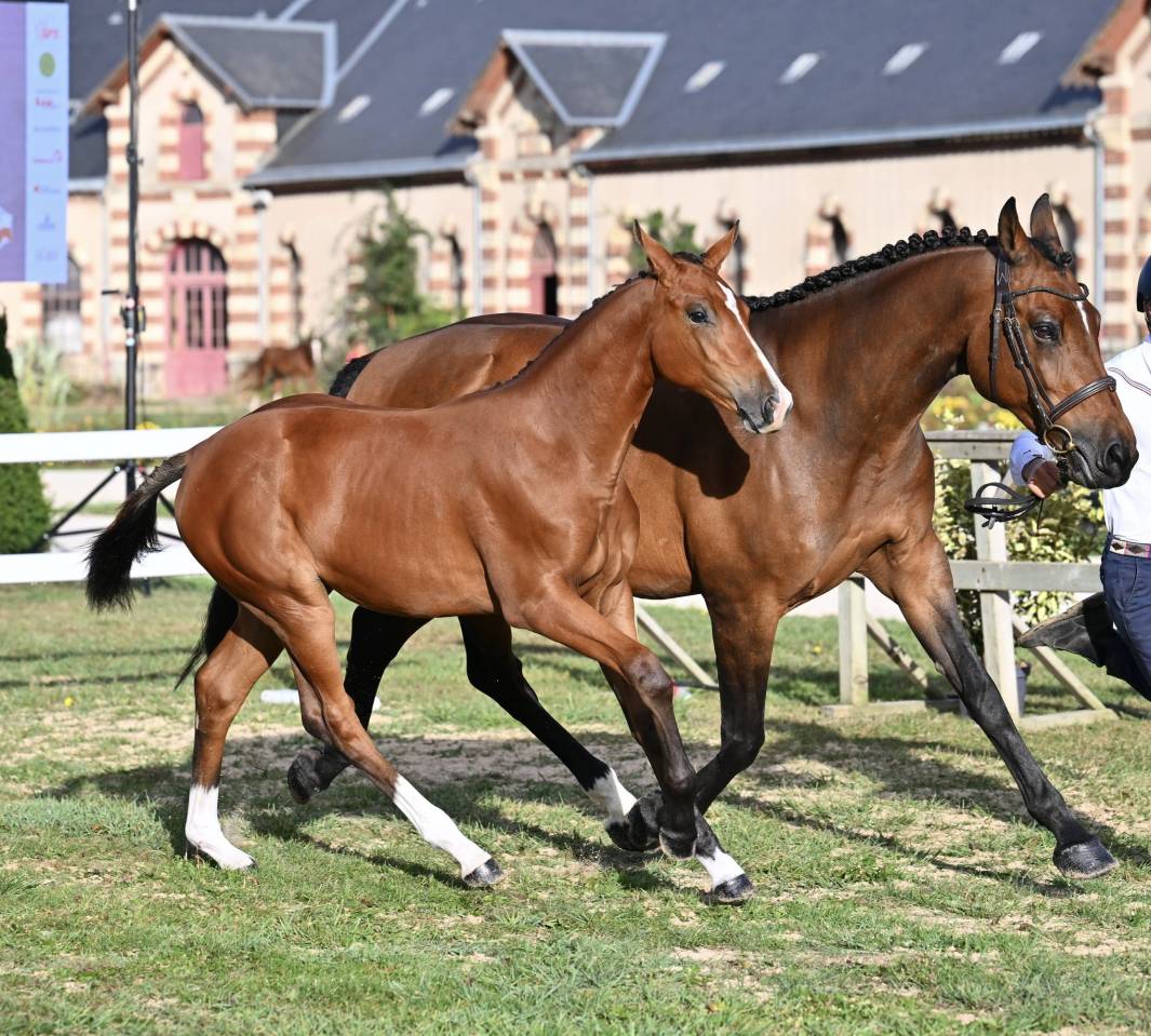 Magnifique pouliche souche Sophie du ch&acirc;teau 