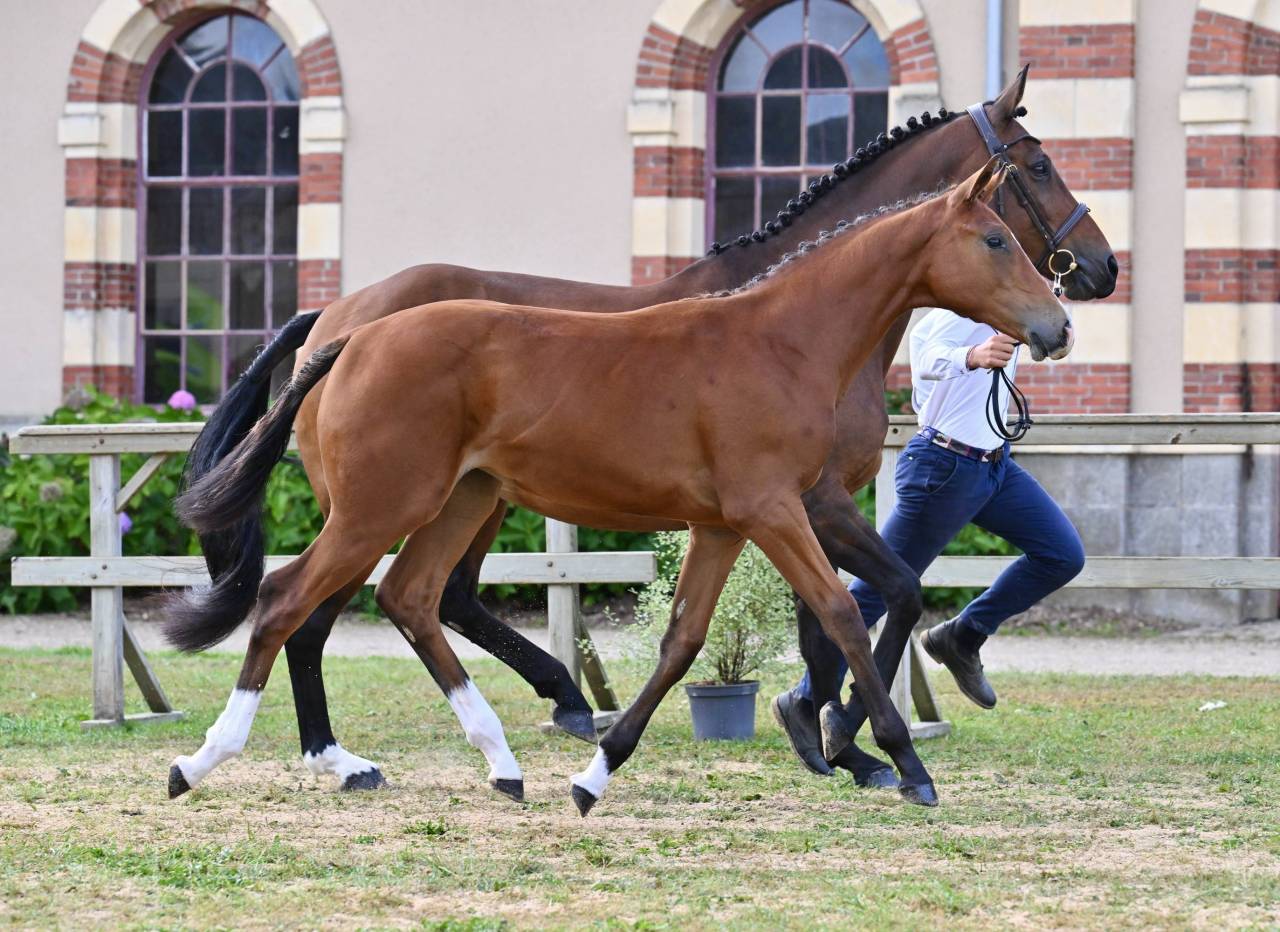 Magnifique pouliche souche Sophie du ch&acirc;teau 