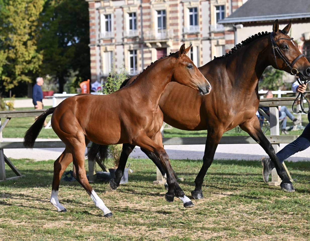 Magnifique pouliche souche Sophie du ch&acirc;teau 