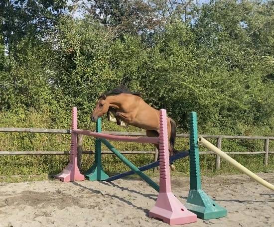 Top ponette de 1an