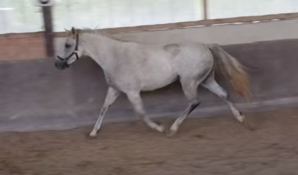 Ponette 3 ans Grande D