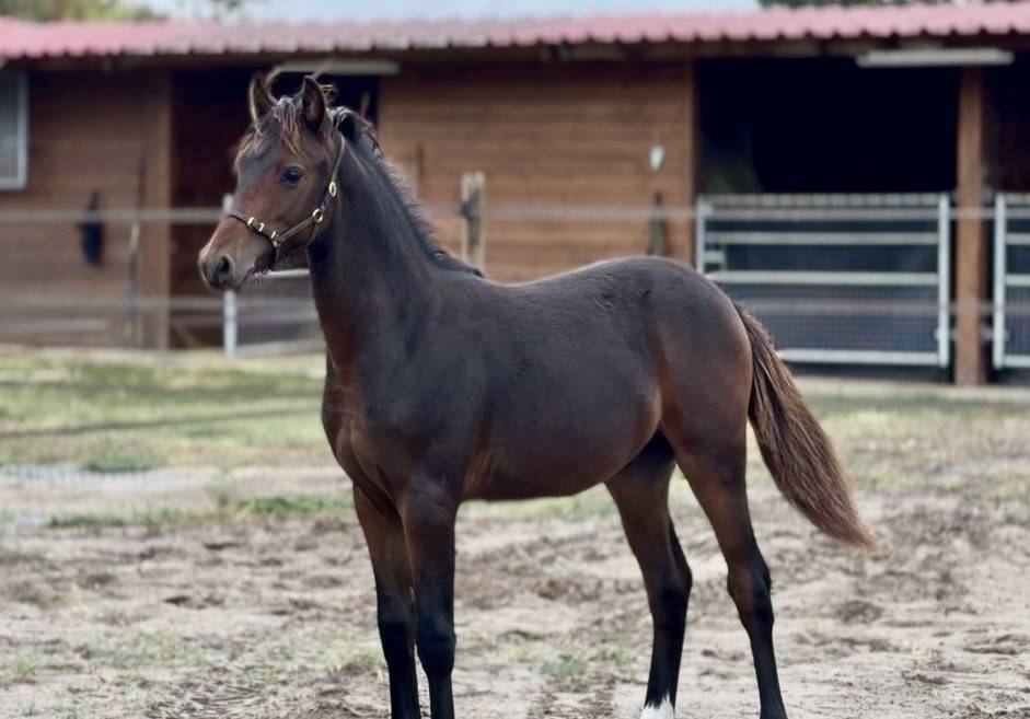 Poulain PFS, origines dressage et/ou CCE, caract&egrave;re 5*