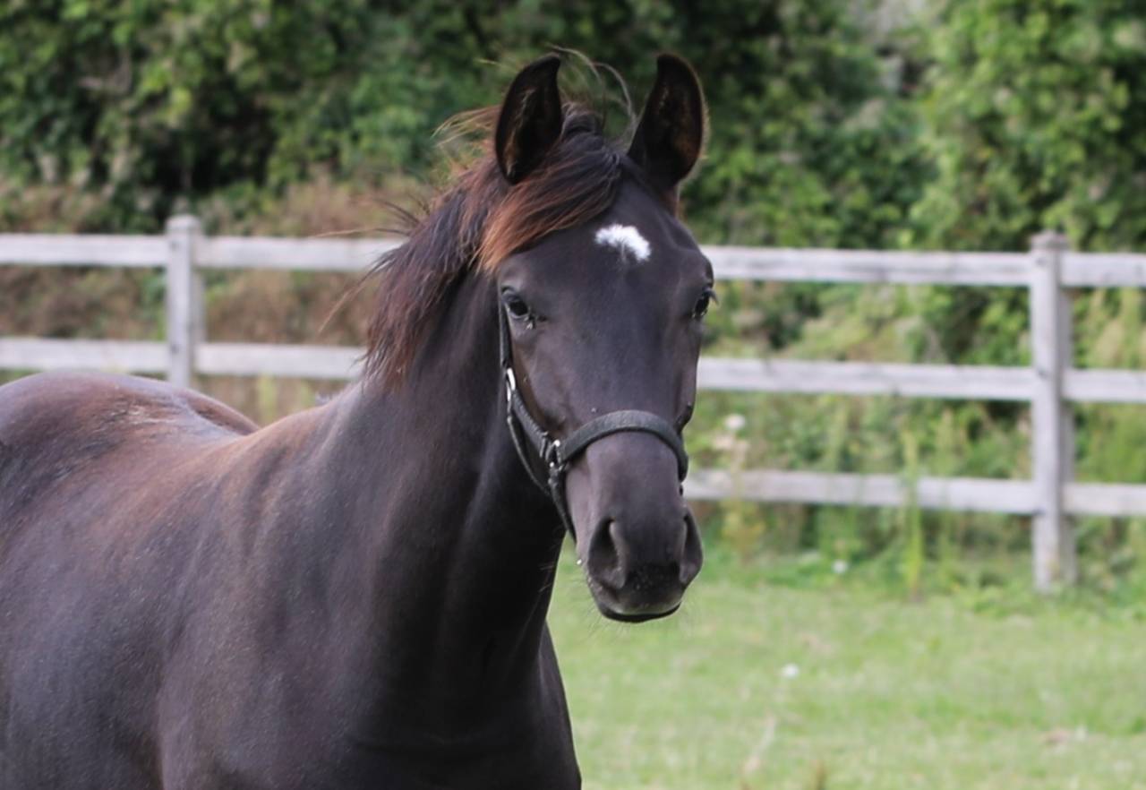 Magnifique pouliche noire Secret Lover x De Niro