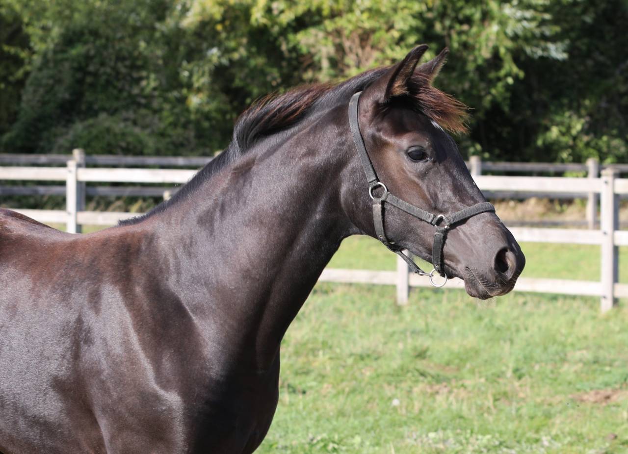 Magnifique pouliche noire Secret Lover x De Niro