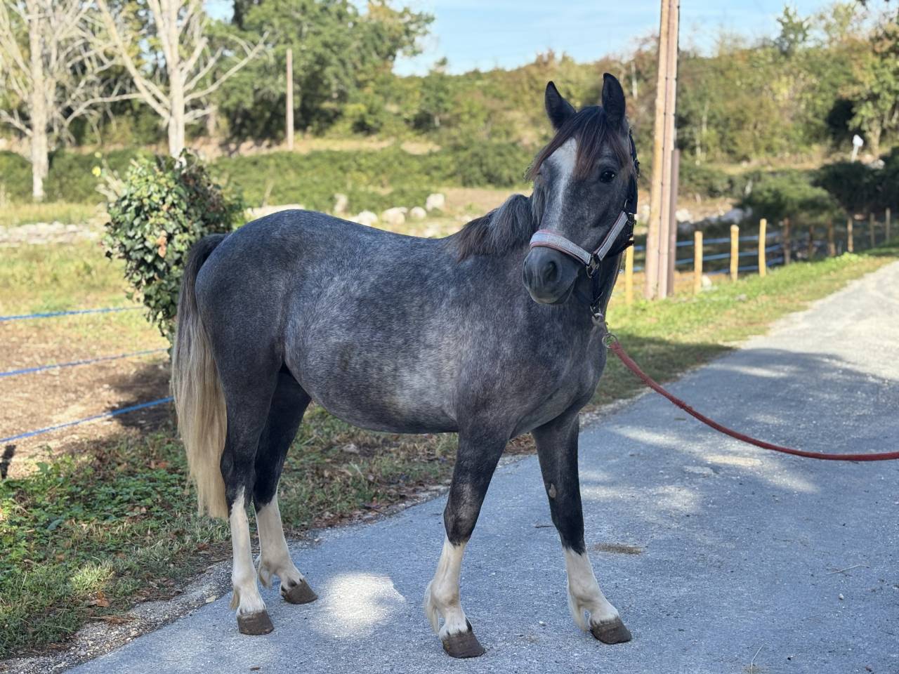 Poney fran&ccedil;ais de selle