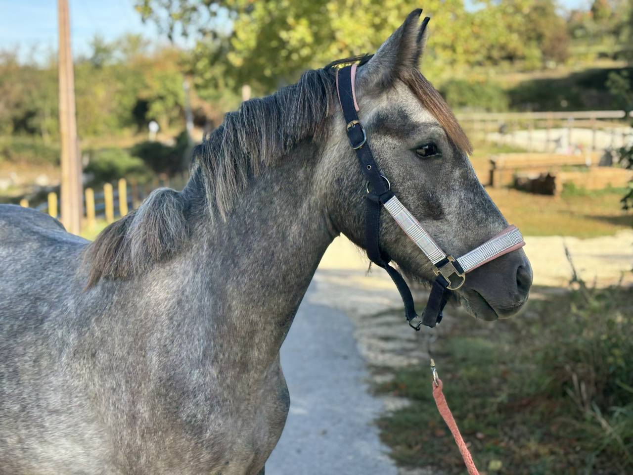 Poney fran&ccedil;ais de selle