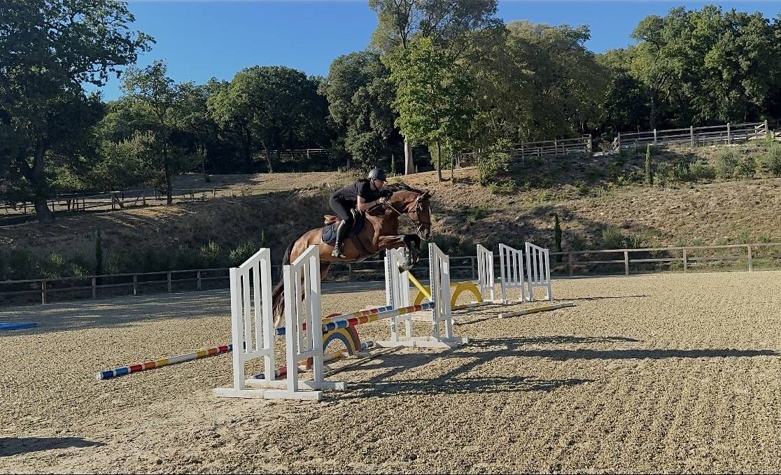 Hongre 4ans CONTHARGOS X TREASURE Z