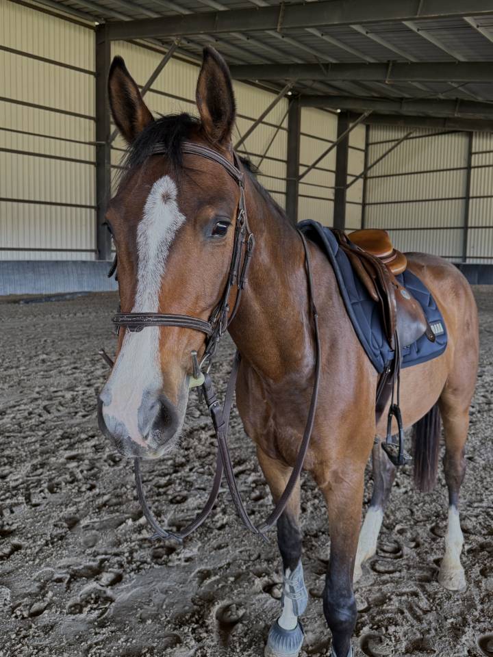 Hongre 4ans CONTHARGOS X TREASURE Z
