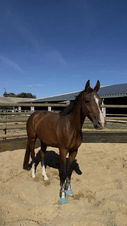 Hongre 4ans CONTHARGOS X TREASURE Z