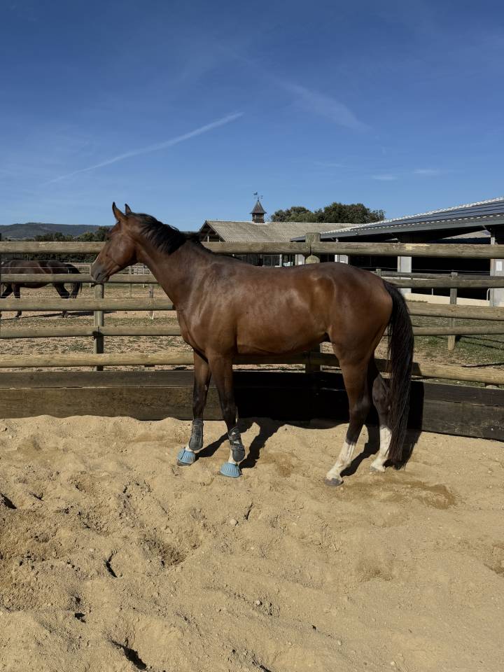 Hongre 4ans CONTHARGOS X TREASURE Z