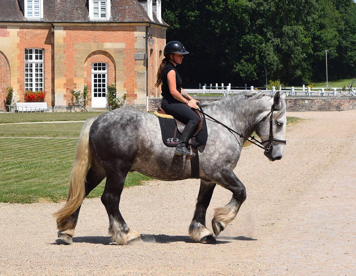 Percheron attel&eacute; et mont&eacute;
