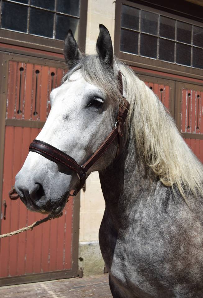 Percheron attel&eacute; et mont&eacute;