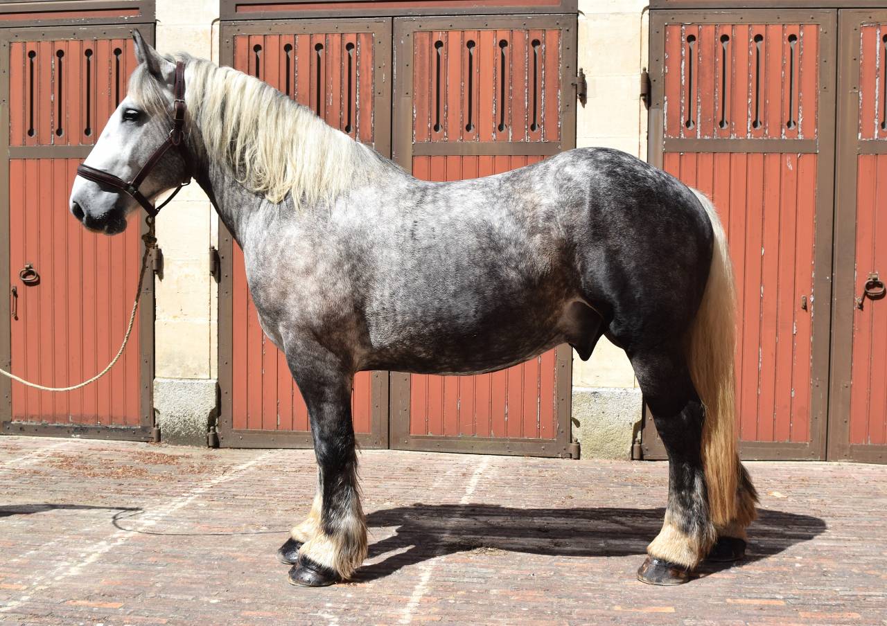 Percheron attel&eacute; et mont&eacute;