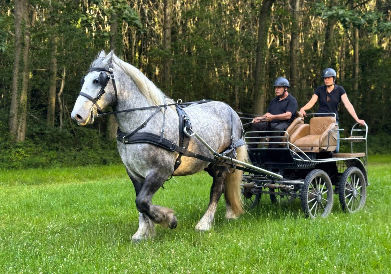 Percheron attel&eacute; et mont&eacute;