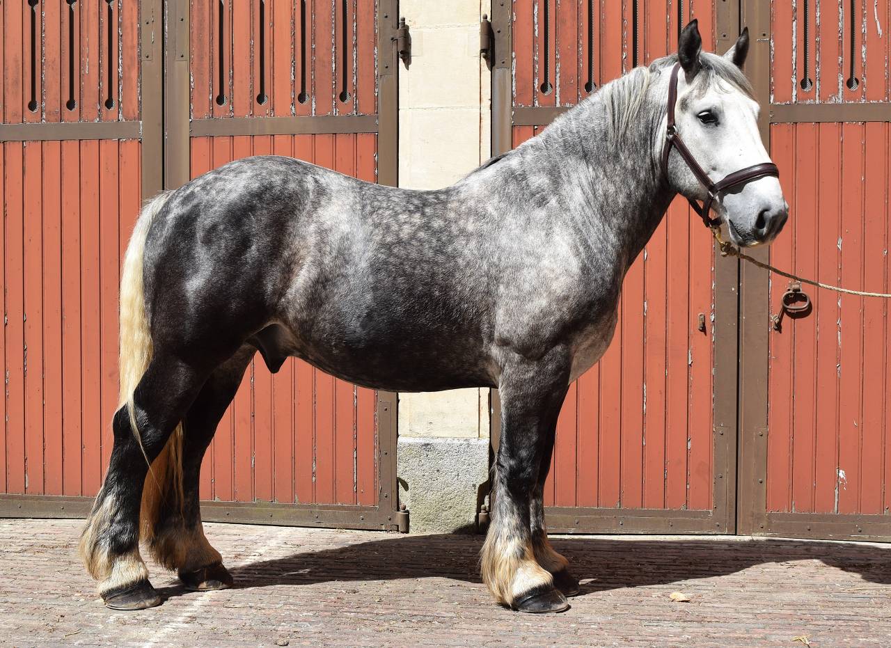 Percheron attel&eacute; et mont&eacute;