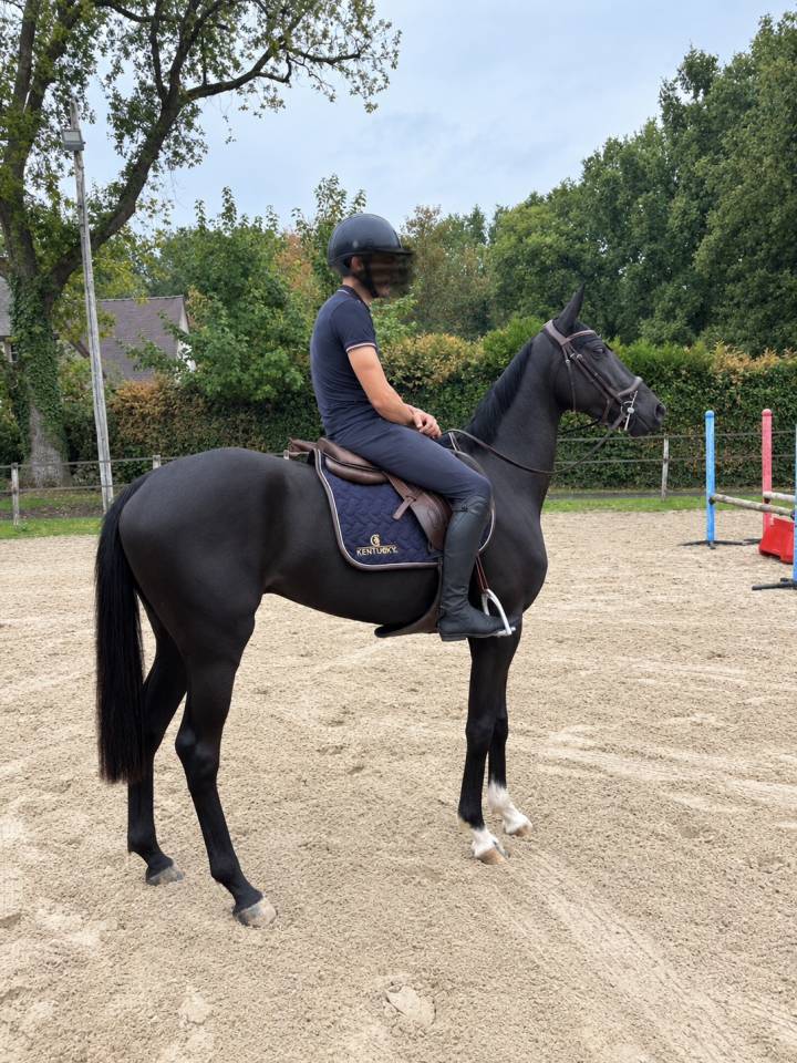 Je&ucirc;ne cheval 