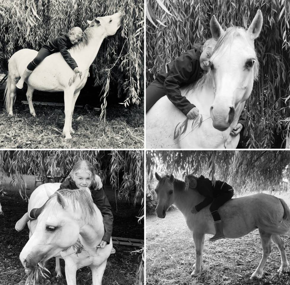 Ponette welsh Bmax 11 ans 
