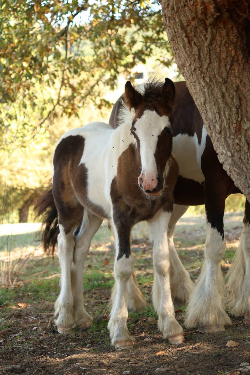 Poulain Irish Cob