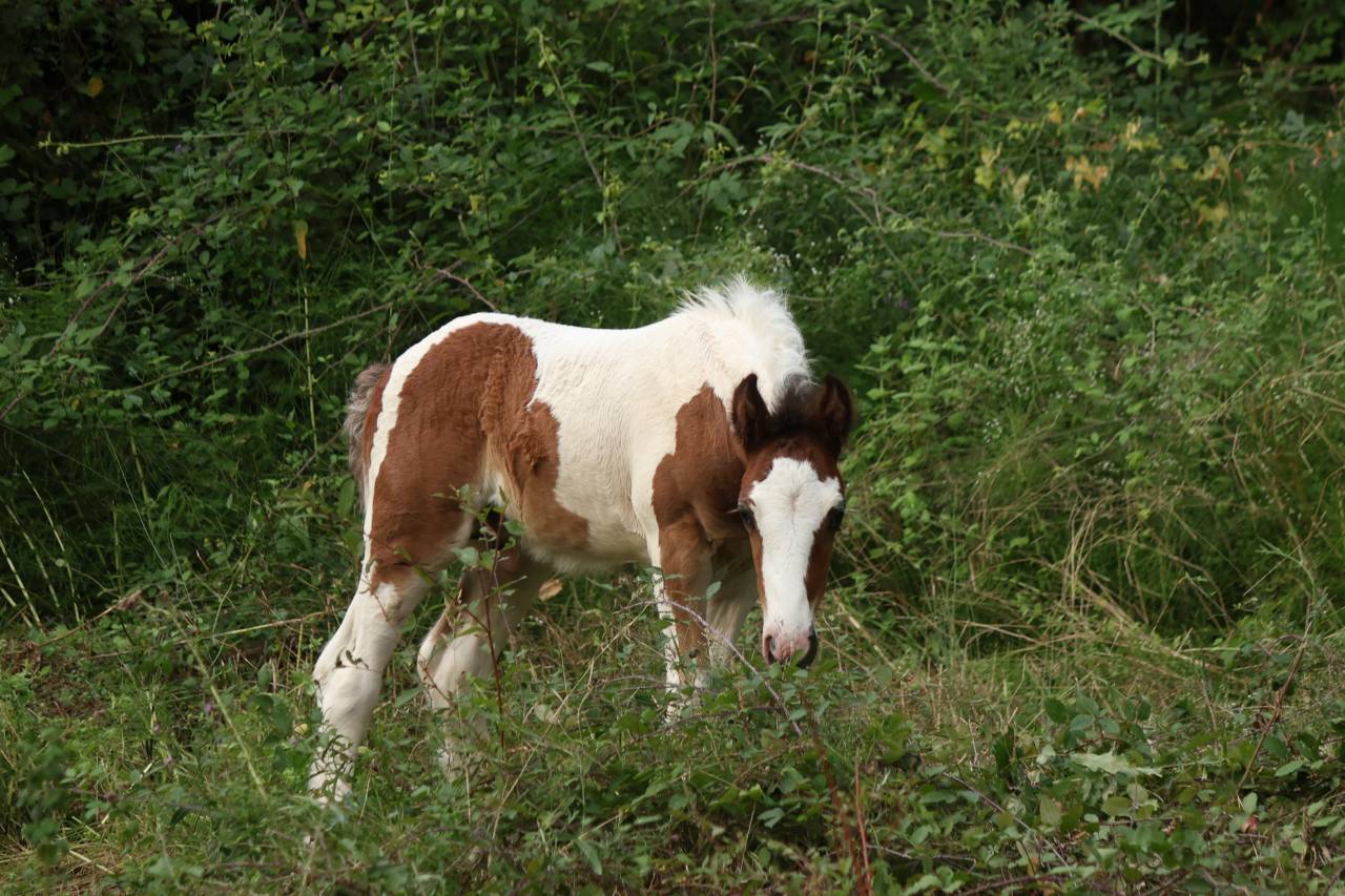 Poulain Irish Cob