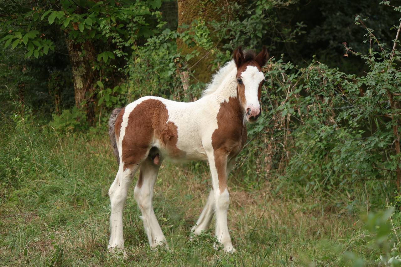 Poulain Irish Cob