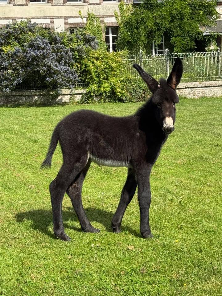 Anon Grand Noir du Berry, pure race