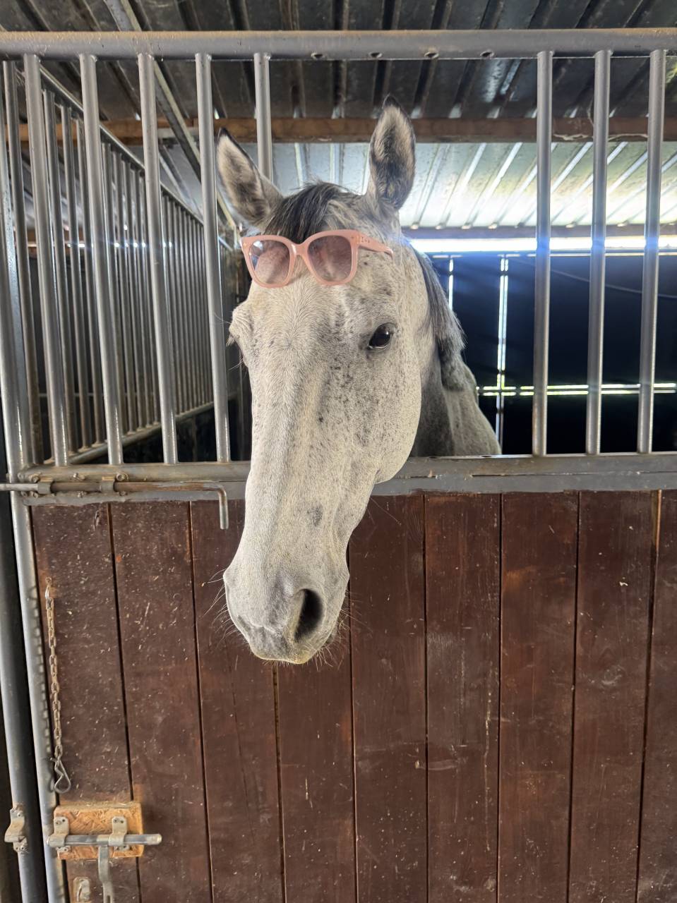 UMBERTO (UKR) &ndash; Pur-Sang hongre de 9 ans &ndash; pour cavalie