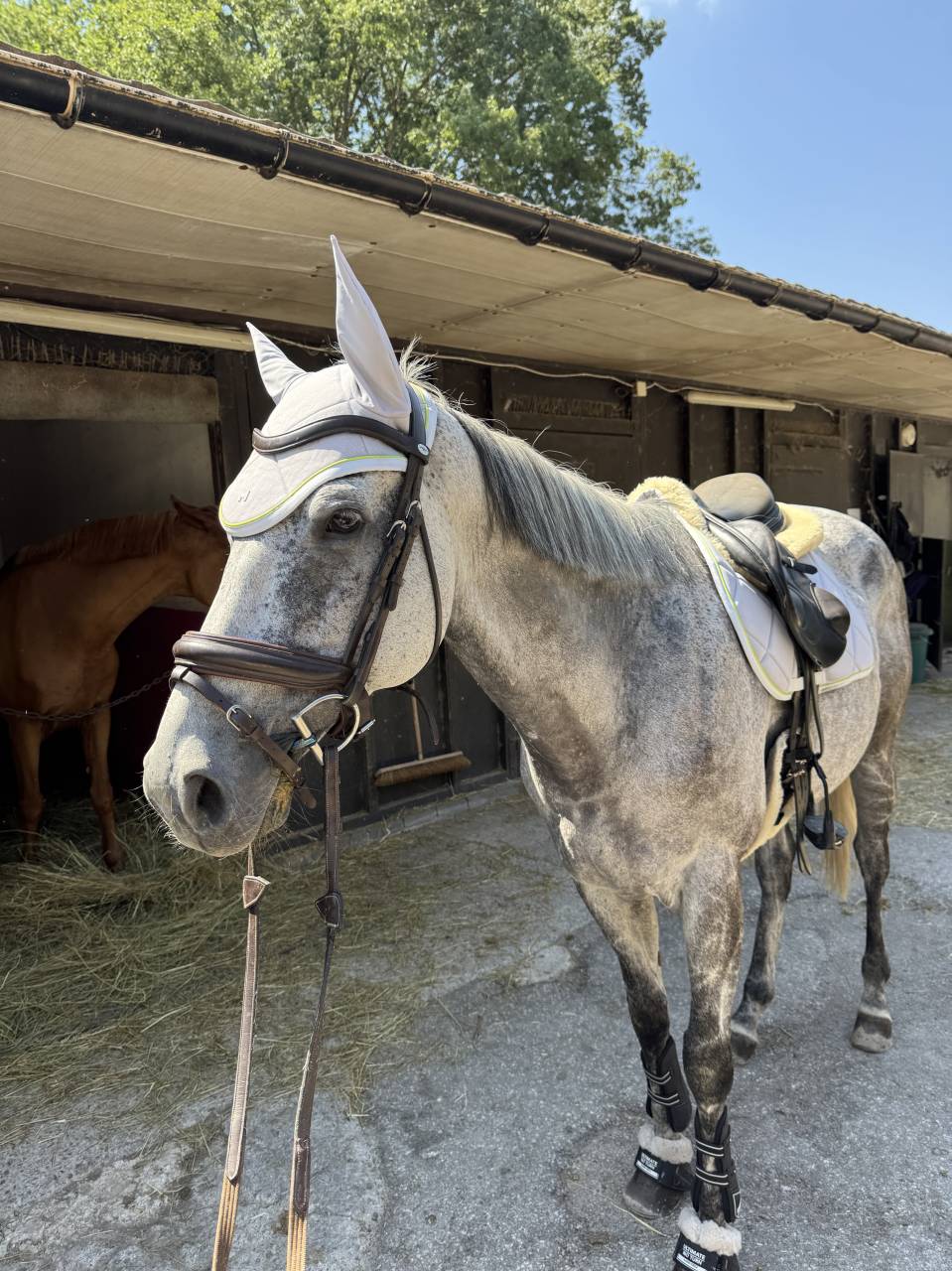 UMBERTO (UKR) &ndash; Pur-Sang hongre de 9 ans &ndash; pour cavalie