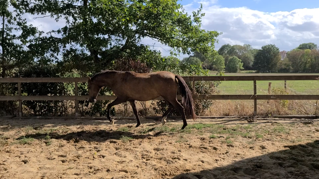 Cheval 75% lusitanien
