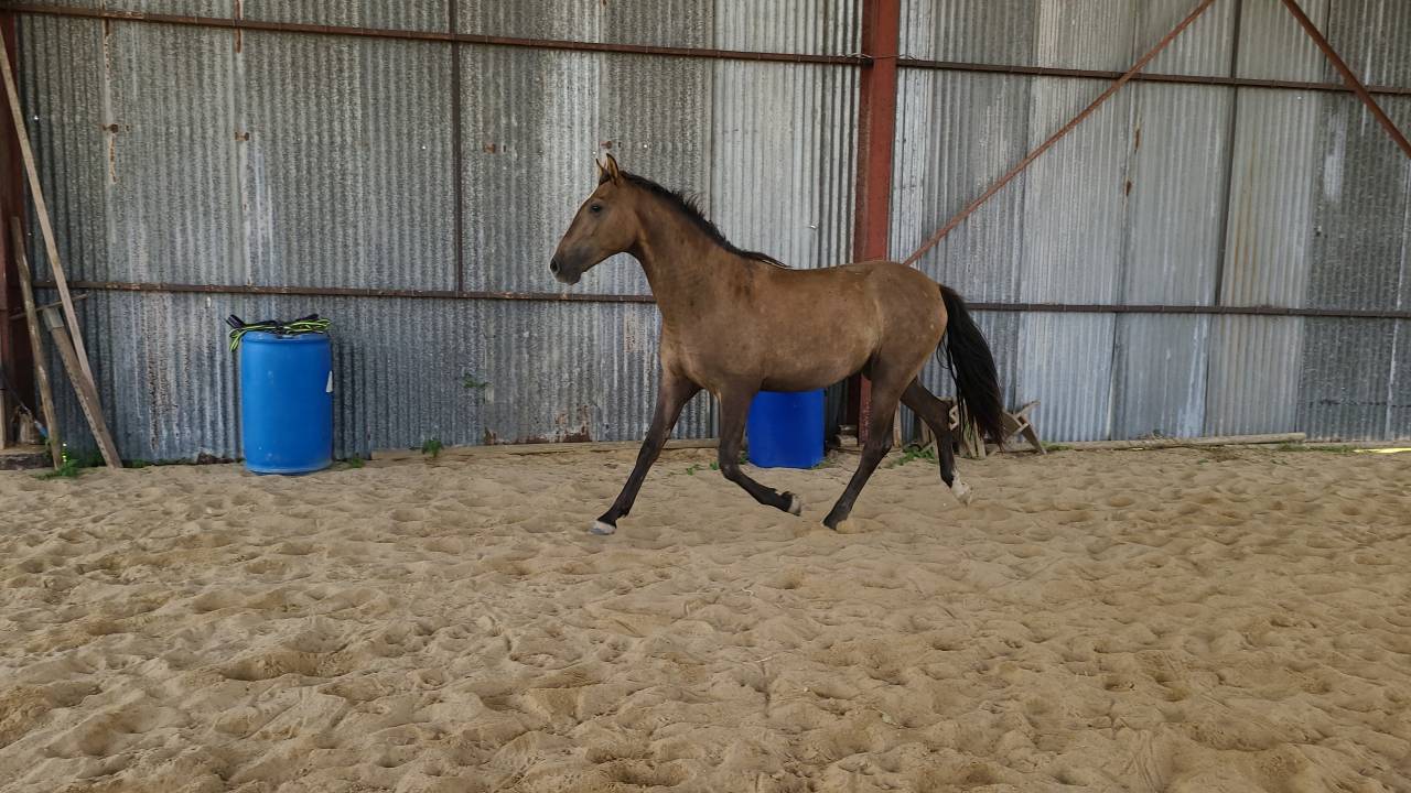 Cheval 75% lusitanien