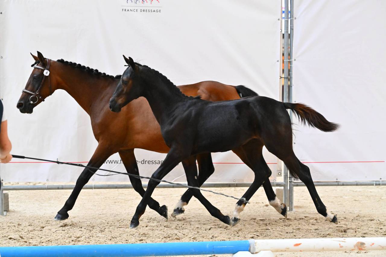 Poulain PFS noir 