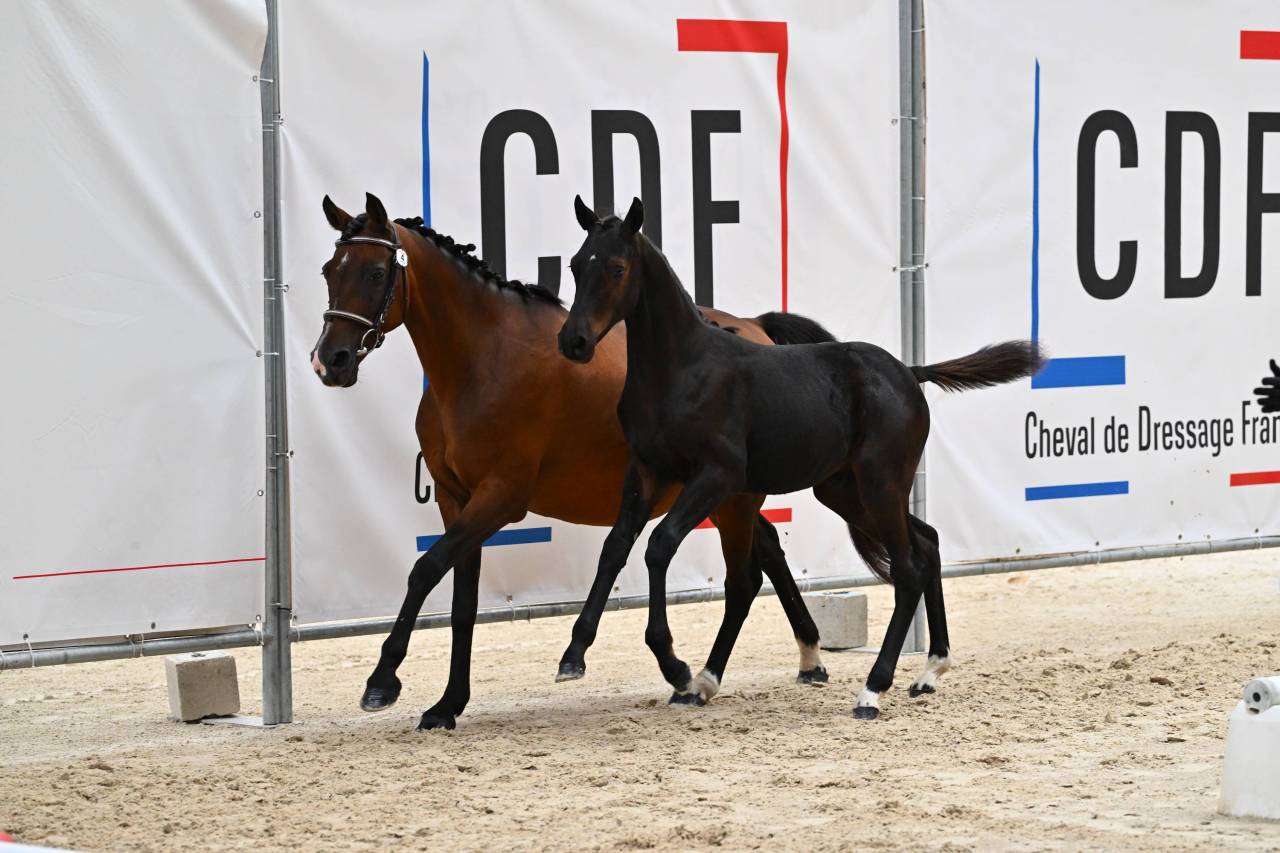 Poulain PFS noir 